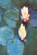 Close-up of water lilies with a focus on the light pink flower and green leaves, inspo pic for yarn hand-dyed in Minneapolis
